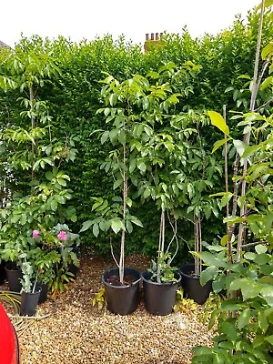ENGLISH WALNUT TREE 6/7ft Tall Juglans Regia In 30 Litre Tub COLLECTION ONLY • £40