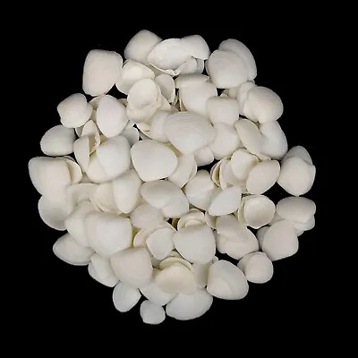 White Cockles Wedding Seashell Mix Seashells.10-20mm | 100g • £2.99