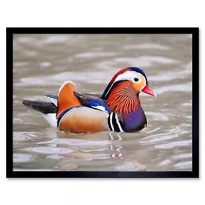 Animal Bird Male Mandarin Duck 12X16 Inch Framed Art Print • £26.99