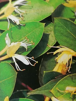 £12.98 • Buy 2 Climbers Honeysuckle Halliana/Honeysuckle Henryi Evergreen Perfumed Potted