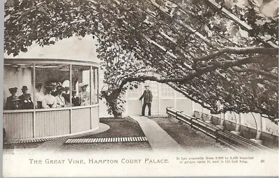 The Hampton Court Palace The Great Vine  Moorland Postcard Ref 2178 • £2.25