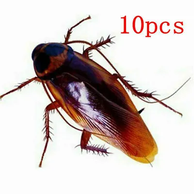 10 X Joke Cockroach Bug Funny Prank Novelty Life Like Fake Plastic Toy Trick NEW • £3.30