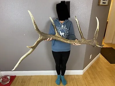 BIG ELK SHED ANTLER WILD IDAHO 6pt HORN DEER MOOSE Fresh HUGE Freak Drop Tine • $599.99