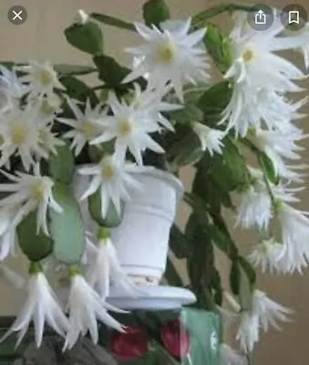 White Easter Cactus Well Rooted Cutting Sent Bare Root Without Pot • £6