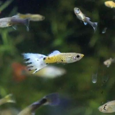 Assorted Fancy Guppy (8 Males) - USA Seller • $26