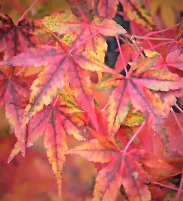 15 CALICO JAPANESE MAPLE SEEDS - Acer Palmatum 'Calico' • £5.27