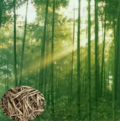 100 GIANT MOSO BAMBOO SEEDS - Phyllostachys Pubescens • $5.99