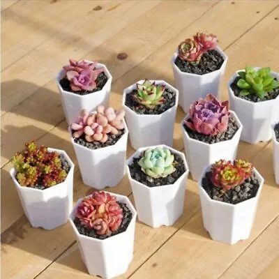 Up To 100pcs White Plastic Polygonal Pots Succulents Nursery Seedling Pots • $14.99