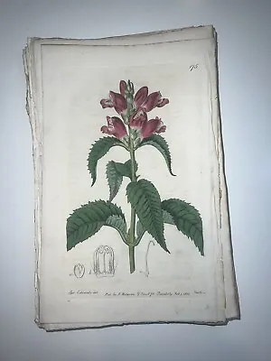 £17.70 • Buy 19th Century Edwards Botanical Register Hand Colored Engraving Flowers #175