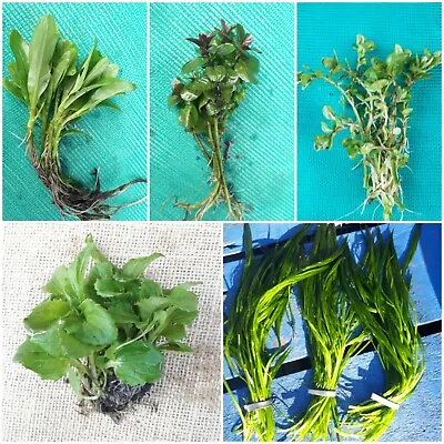 Various Pond Marginal Bog Plants Oxygenating Iris Water Mint Cress Caltha Calla • £3.50