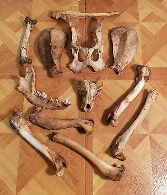 Assortment Lot #3 46 Real Coyote/Canine Bones Taxidermy Art's & Crafts Oddity.! • $48