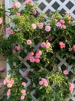 Climbing Rose  Caldwell Pink  Live Plant 12” Tall With Heathly Roots And Buds • $17.90