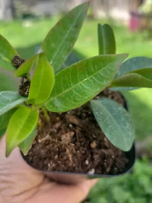 1 Mandeville~Dipladenia ~WHITE And 1 PINK MANDEVILL Live Tropical IN 1 In 1 POT  • $10