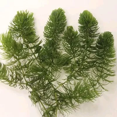 5 Strands Bits Of Hornwort For Pond Aquarium Fish Tank Oxygenating Plant Weed • £5.99