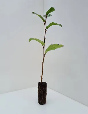 10 Alder Trees - 20/30cm- Alnus Glutinosa - Plant Now • £21.99