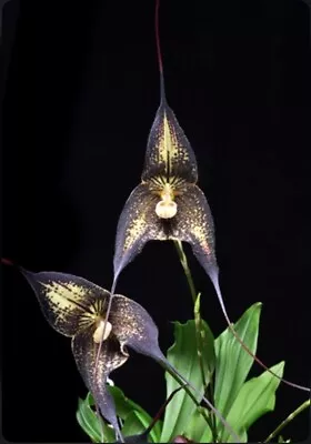 Dracula Poe Divisions Black White Pendulous Cool Growing Orchid Hybrid 4” Pot • $69.99