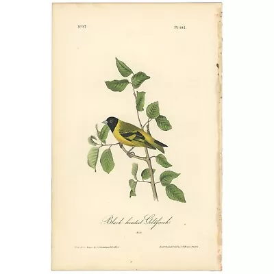 Audubon Birds Octavo 1st Ed 1840 H/c Lithograph Pl 182 Black-headed Goldfinch • $93