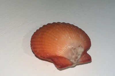 $5.99 • Buy VINTAGE AEQUIPECTEN FLABELLUM SEA SHELL - 38mm