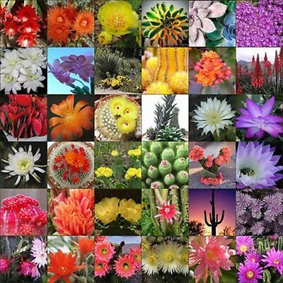 Flowering Cactus Cacti Variety Mix 500+ Seeds • $5.60