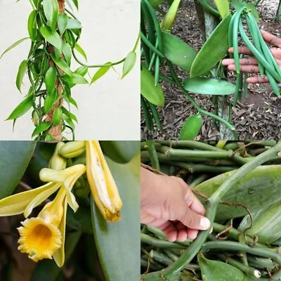 Vanilla Planifolia Orchid Plant Specie Rare Live 2 Cuttings Vanilla Bean Plant • $17.99