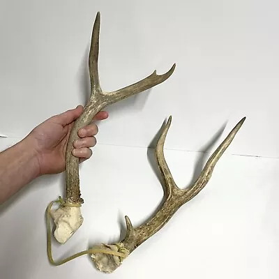 2pc Lot Natural Vintage 12” Deer Antler Pair - Craft Decor Projects Taxidermy • $29.99