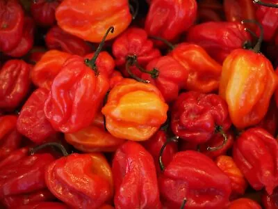 Red Habanero Pepper Seeds     Bin70 • $1.99