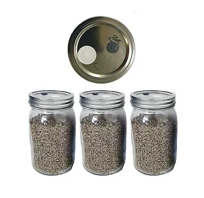 3 X 1 Lb. Rye Berry Mushroom Substrate Jars W Injection Port & .22 Micron Filter • $45