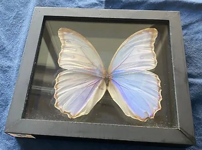 Morpho Didius Moth In Black Double Glass Display Case Made In Peru • $12