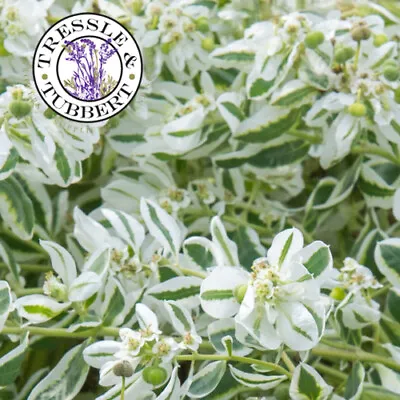 £4.99 • Buy Rare Euphorbia Marginata Bride 10 Seeds UK SELLER