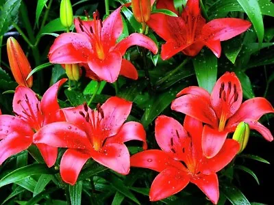 5 Lily Bulbs Asiatic Flower Black Bird Variety Garden Plant Perennial • £6.99