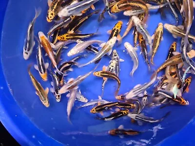 £209 • Buy Koi For Sale High Quality Ghost Koi Carp 7  Ghost Koi Mix