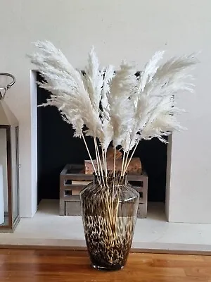 Pampas Grass White Large Natural Dried Bouquet 80cm Tall Bunch  10 Stems • £25