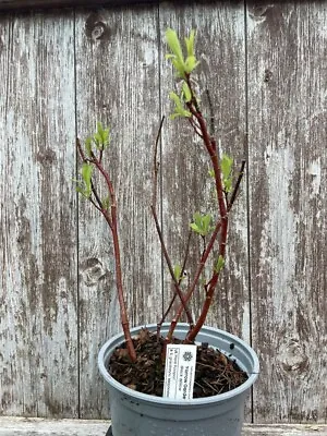 Salix Gracilistyla 'Melanostachys' - Black Pussy Willow Tree - 20/40cm Tall (2L) • £16.99