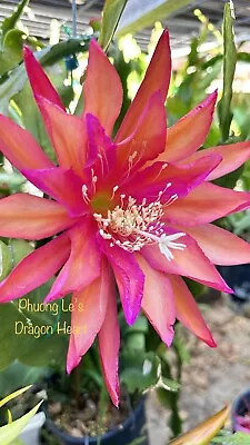 Epiphyllum Orchid Cactus “ Dragon Heart” 8inch Cutting Stem Unrooted. • $8