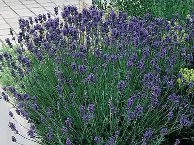 Lavender English 'Munstead' LARGE Plug Plants Perennial Pack X6  • £12.99