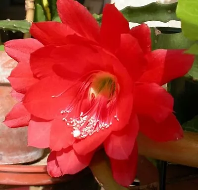 Epiphyllum Disocactus Ackermannii - RED ORCHID CACTUS - Rooted Cutting • $10