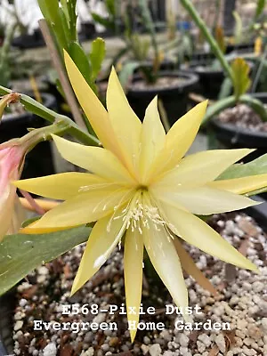 Rooted Epiphyllum Orchid Cactus “Pixie Dust” Growing In 4” Starter Pot. • $25