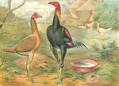 BIRDS: Cockfighting: Colour Chromolithograph: Exhibition Game (Wright);1900 • £49.99