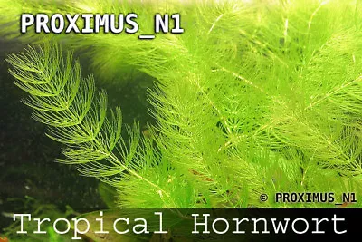 Hornwort Fast Growing Aquarium Plant  8X Live Floating Plants • £6.99