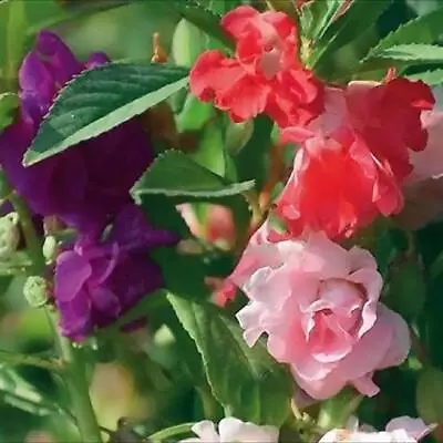 IMPATIENS BALSAM CAMELLIA MIXED 25/50/100 Seeds Large Doubles Shade OK* • $1.90