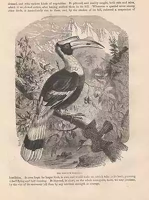 Doppelhornvogel Buceros Bicornis Great Hornbill Wood Engraving From 1866 • £7.18