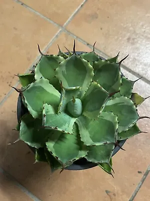 Beautiful And Versatile Plants For  Agave Kissho Kan Variegated • $18