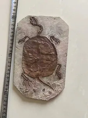 $198 • Buy Rare Chinese Best Triassic Keichousaurus Real Turtle Fossil