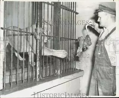 1960 Press Photo Zookeeper John O. Larsen Feeds Lioness At Woodland Park Zoo • $19.99