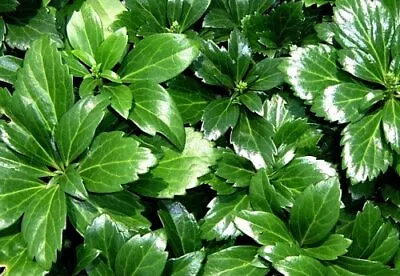 Japanese Spurge 48 Plants - Pachysandra - Hardy Groundcover - 1 3/4  Pots • $59.99