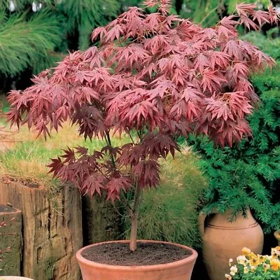Acer Palmatum Atropurpureum Purple Japanese Maple In 11 Cm Pot  • £9.80