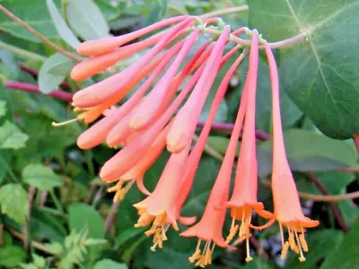 10  SUPERBA HONEYSUCKLE SEEDS - Lonicera Sempervirens 'Superba' • £5.23