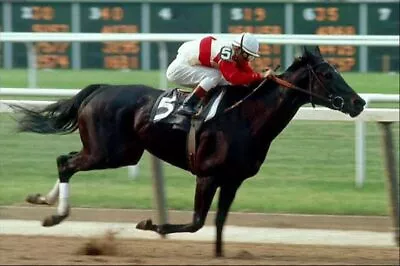 Ruffian Mare 1970's Horse  8x10 Picture Celebrity Print • $3.98