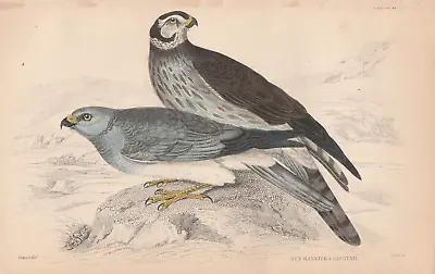 £19.95 • Buy 1850 Antique Hand Coloured Print Of Hen Harrier & Ringtail. Circus Cyaneus.
