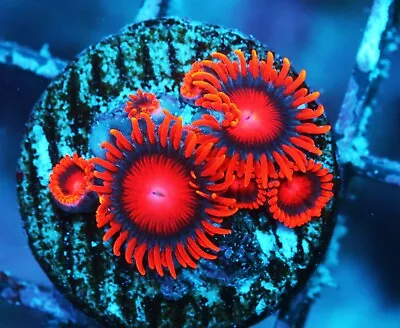 Bam Bam Zoa Zoanthids Paly Zoa SPS LPS Corals WYSIWYG • $4.99